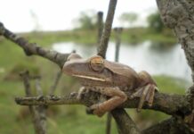 ESTUDIO DE LA UNNE Identifican áreas prioritarias para la conservación de anfibios en Iberá