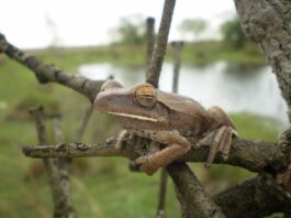 Identifican áreas prioritarias para la conservación de anfibios en Iberá