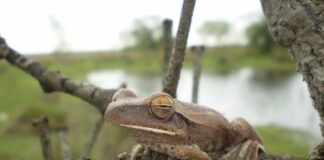 ESTUDIO DE LA UNNE Identifican áreas prioritarias para la conservación de anfibios en Iberá