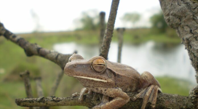 ESTUDIO DE LA UNNE Identifican áreas prioritarias para la conservación de anfibios en Iberá