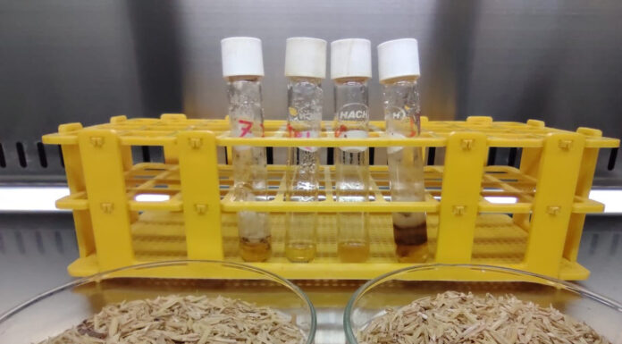 Buscan aprovechar subproductos de la industria arrocera y cervecera para la alimentación en piscicultura