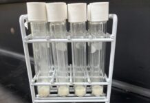 VINCULACIÓN PRODUCTIVA Con tecnología de infrarrojo cercano, desarrollan modelo para predecir características culinarias del arroz