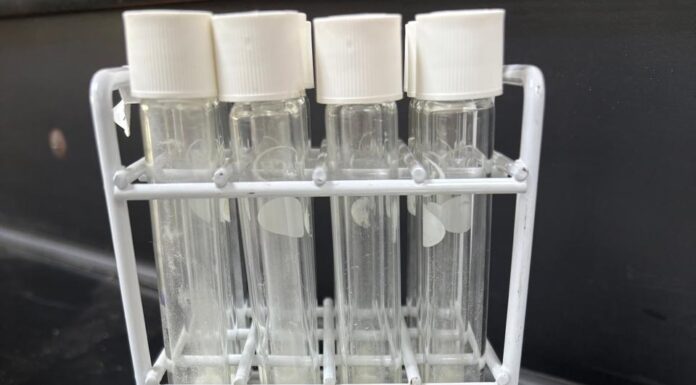 VINCULACIÓN PRODUCTIVA Con tecnología de infrarrojo cercano, desarrollan modelo para predecir características culinarias del arroz