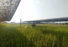 Confirman que la falta de luz solar después de la floración reduce hasta un 17 % la producción de arroz