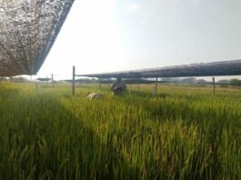 Confirman que la falta de luz solar después de la floración reduce hasta un 17 % la producción de arroz