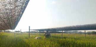 NUEVOS CONOCIMIENTOS Confirman que la falta de luz solar después de la floración reduce hasta un 17 % la producción de arroz