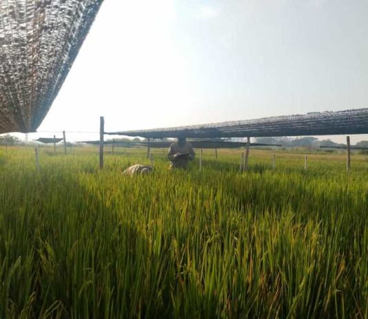 Confirman que la falta de luz solar después de la floración reduce hasta un 17 % la producción de arroz