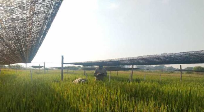 Confirman que la falta de luz solar después de la floración reduce hasta un 17 % la producción de arroz