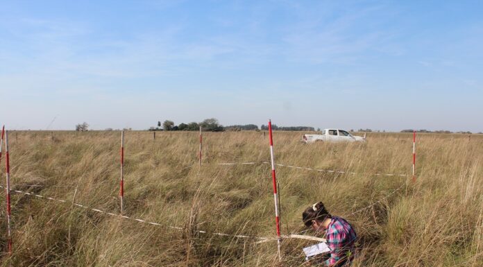 PROBLEMÁTICA MUNDIAL Para identificar posibles cambios, estudian la dinámica entre comunidades de bosques y ecosistemas abiertos en Corrientes