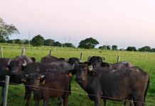 La CONEAU acreditó con la máxima categoría a la carrera de Especialización en Producción Bubalina