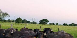 La CONEAU acreditó con la máxima categoría a la carrera de Especialización en Producción Bubalina