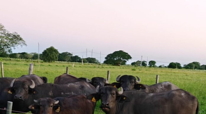 La CONEAU acreditó con la máxima categoría a la carrera de Especialización en Producción Bubalina