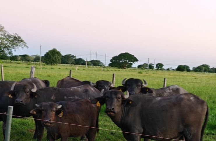 La CONEAU acreditó con la máxima categoría a la carrera de Especialización en Producción Bubalina