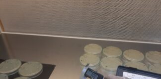 LISTERIOSIS Bacterias lácticas de Corrientes inhiben especies causantes de enfermedad por consumo de alimentos