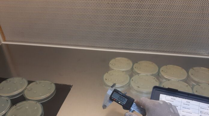 LISTERIOSIS Bacterias lácticas de Corrientes inhiben especies causantes de enfermedad por consumo de alimentos