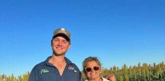 NUEVOS CONOCIMIENTOS Investigación revela claves para conocer el achaparramiento del maíz en el NEA