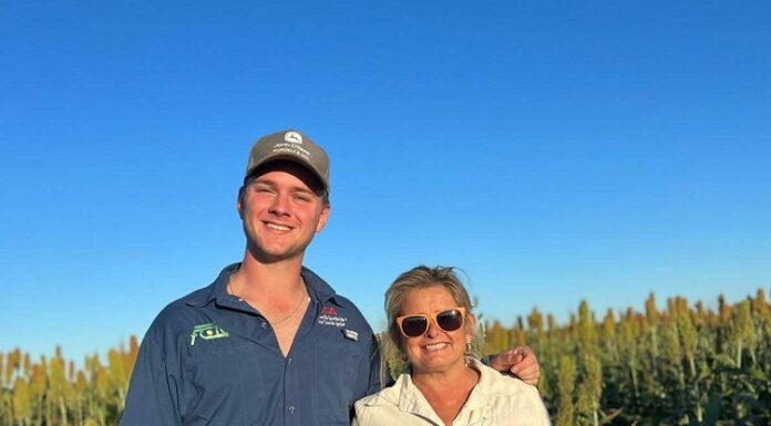 NUEVOS CONOCIMIENTOS Investigación revela claves para conocer el achaparramiento del maíz en el NEA