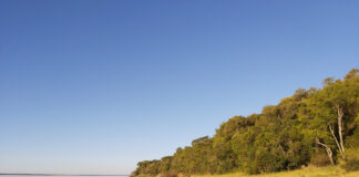 EN CORRIENTES Buscan profundizar el estudio del bosque ribereño no inundable del río Paraná
