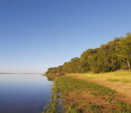 Buscan profundizar el estudio del bosque ribereño no inundable del río Paraná