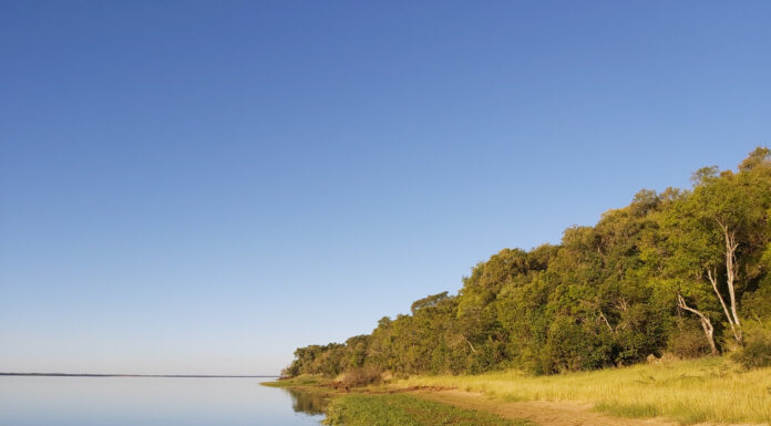 EN CORRIENTES Buscan profundizar el estudio del bosque ribereño no inundable del río Paraná