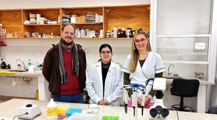 NUEVOS CONOCIMIENTOS Cerastium glomeratum: becaria indaga los secretos adaptativos de esta maleza invasora