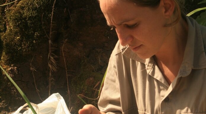 EN LA REGIÓN MESOPOTÁMICA Estudian grupo de plantas poco conocidas para conservar la biodiversidad y monitorear prácticas forestales