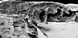 NUEVOS CONOCIMIENTOS Con microscopía electrónica analizan medidas de seguridad en billetes del Mercosur