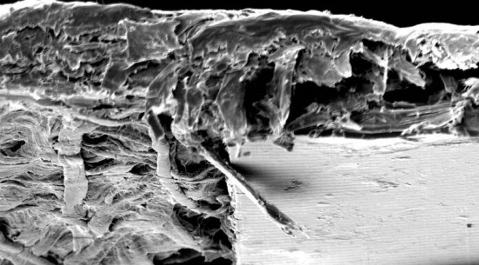 NUEVOS CONOCIMIENTOS Con microscopía electrónica analizan medidas de seguridad en billetes del Mercosur