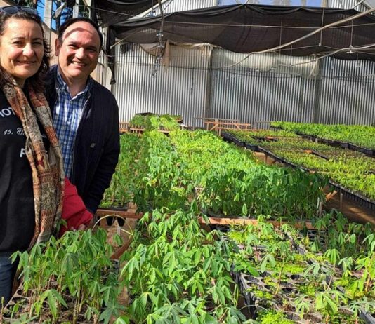 Mandioca: formulan propuesta de reconversión productiva que beneficiaría a pequeños productores