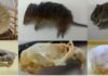 Identificaron qué especies de roedores circulan en el área del Barrio Santa Catalina