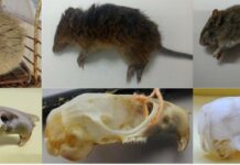 Identificaron qué especies de roedores circulan en el área del Barrio Santa Catalina