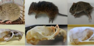 NUEVOS CONOCIMIENTOS Identificaron qué especies de roedores circulan en el área del Barrio Santa Catalina