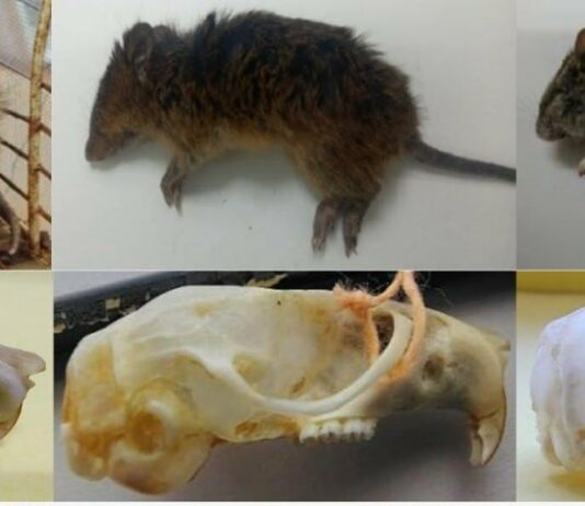 Identificaron qué especies de roedores circulan en el área del Barrio Santa Catalina
