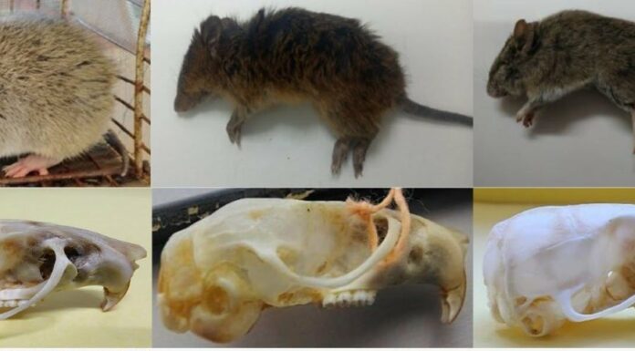Identificaron qué especies de roedores circulan en el área del Barrio Santa Catalina