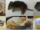 Identificaron qué especies de roedores circulan en el área del Barrio Santa Catalina