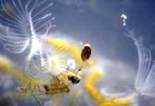 “Briozoos de agua dulce”, estudio de la UNNE aporta al conocimiento de invertebrados claves como indicadores ambientales