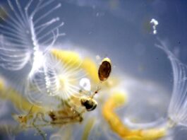 “Briozoos de agua dulce”, estudio de la UNNE aporta al conocimiento de invertebrados claves como indicadores ambientales