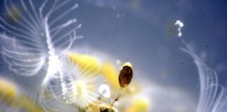 “Briozoos de agua dulce”, estudio de la UNNE aporta al conocimiento de invertebrados claves como indicadores ambientales