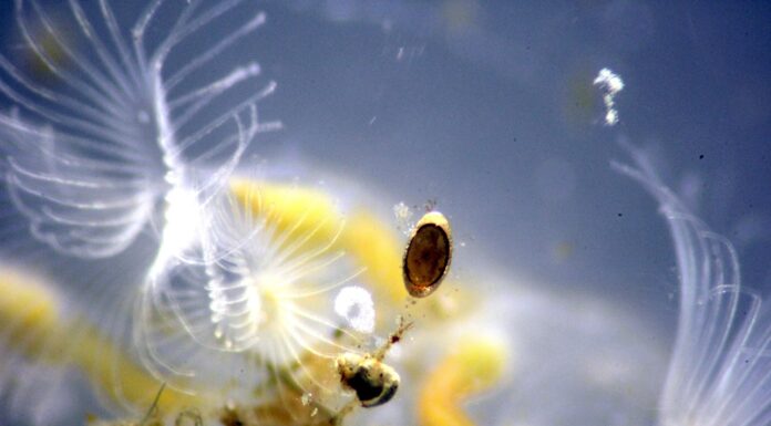 HALLAZGO NOVEDOSO “Briozoos de agua dulce”, estudio de la UNNE aporta al conocimiento de invertebrados claves como indicadores ambientales