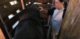 CIENCIAS VETERINARIAS Desarrollan estudios para predecir aspectos de la calidad carnicera y de leche en búfalos