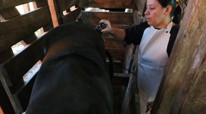 CIENCIAS VETERINARIAS Desarrollan estudios para predecir aspectos de la calidad carnicera y de leche en búfalos