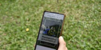 TRABAJO INTERINSTITUCIONAL Elaboran un catálogo de plantas nativas con potencial ornamental para la provincia de Corrientes