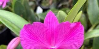 INVESTIGACIÓN Y TRANSFERENCIA A 20 años de su primer registro, FCA-UNNE reúne el 25% de los híbridos de orquídeas de Argentina