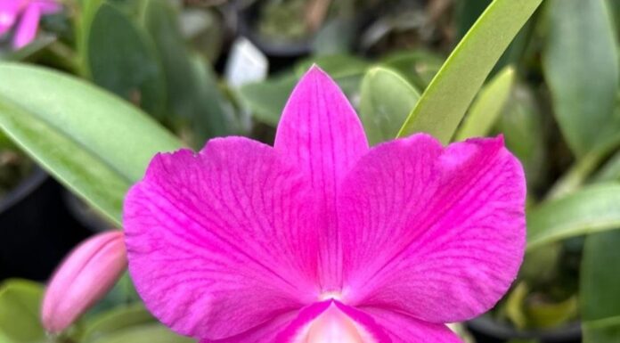 INVESTIGACIÓN Y TRANSFERENCIA A 20 años de su primer registro, FCA-UNNE reúne el 25% de los híbridos de orquídeas de Argentina