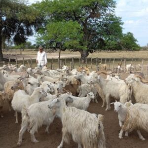 Cabras de Angora