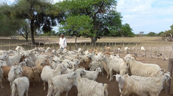 Nuevos Conocimientos Un estudio permitirá proteger el recurso genético caprino autóctono del Chaco