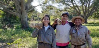 Promueven el aprovechamiento de una variedad regional de tacuara como elemento constructivo