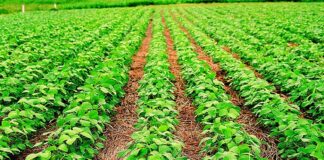 EN PUBLICACIÓN DE EUDENE Del algodón a la soja: investigadora de la UNNE revela la transformación del campo chaqueño