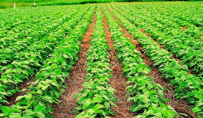 Campo de Soja