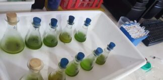 Ciencia y Tecnología Cannabis Medicinal: buscan método para dosificar los principales componentes activos de los preparados